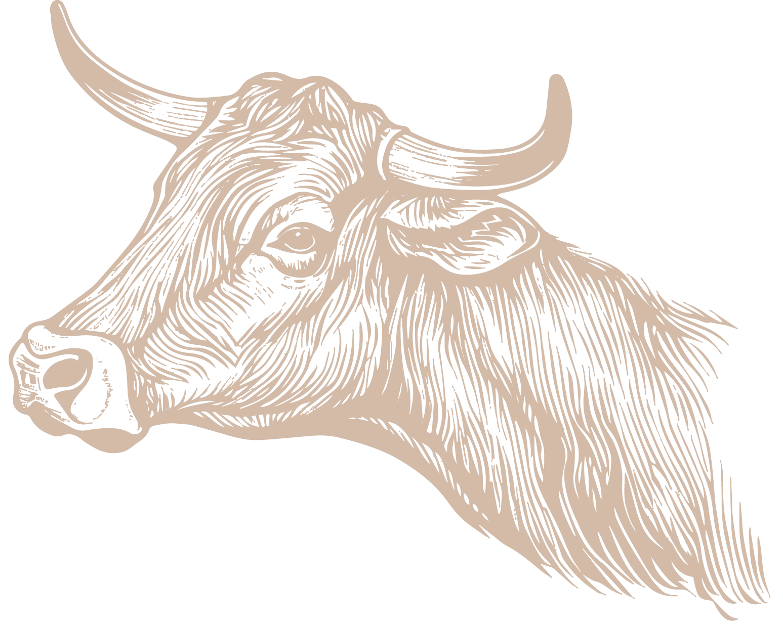 Les Charolaises de Manotte