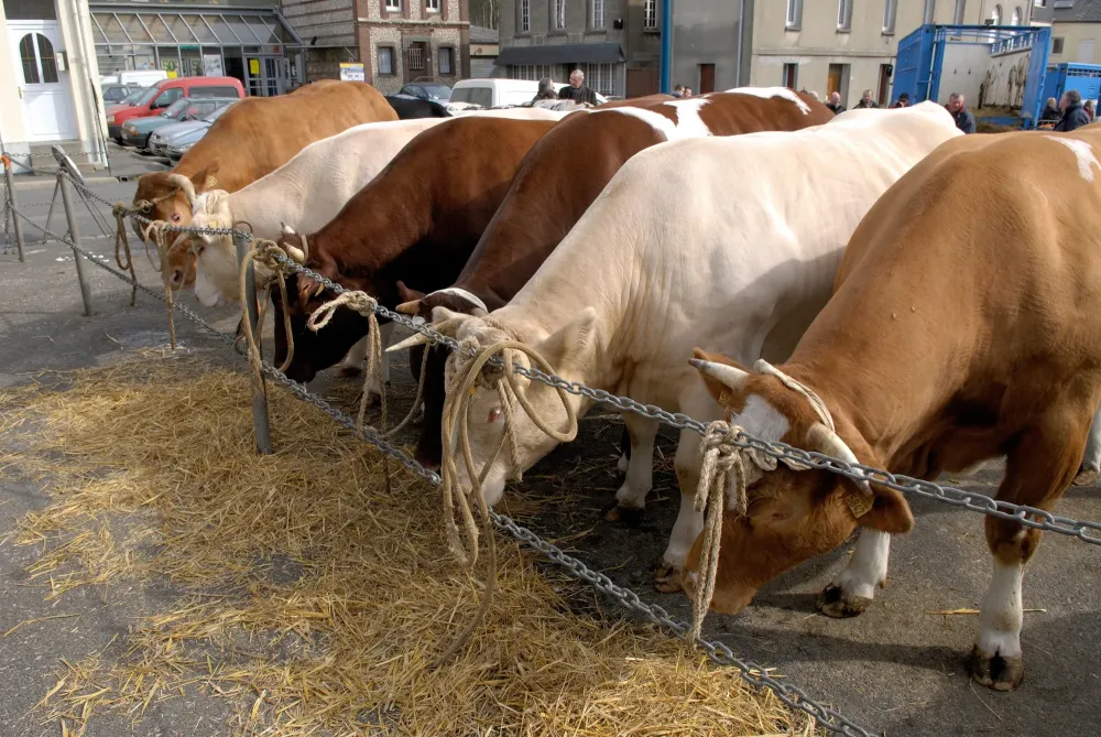 Les Charolaises de Manotte (4)