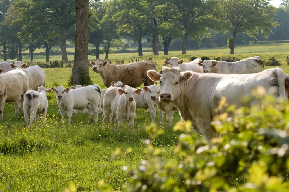 Viande fermière près de Eauze