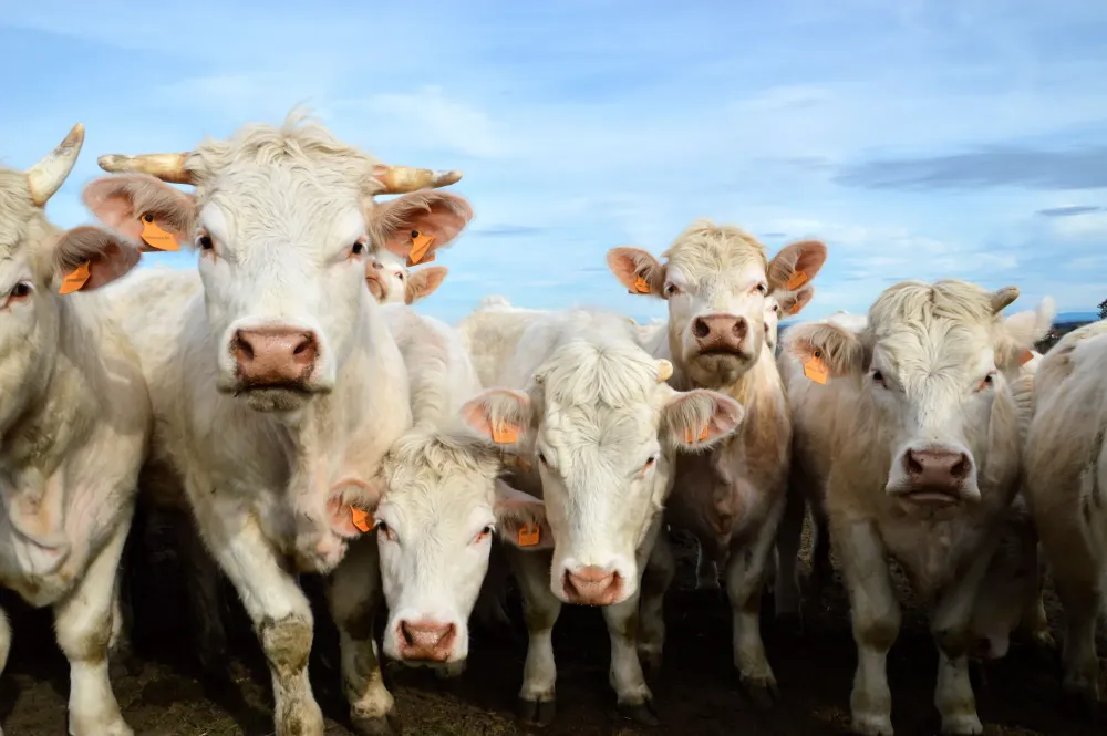 Les Charolaises de Manotte (11)