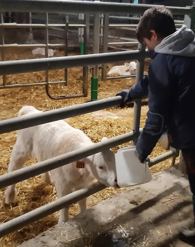 Les Charolaises de Manotte