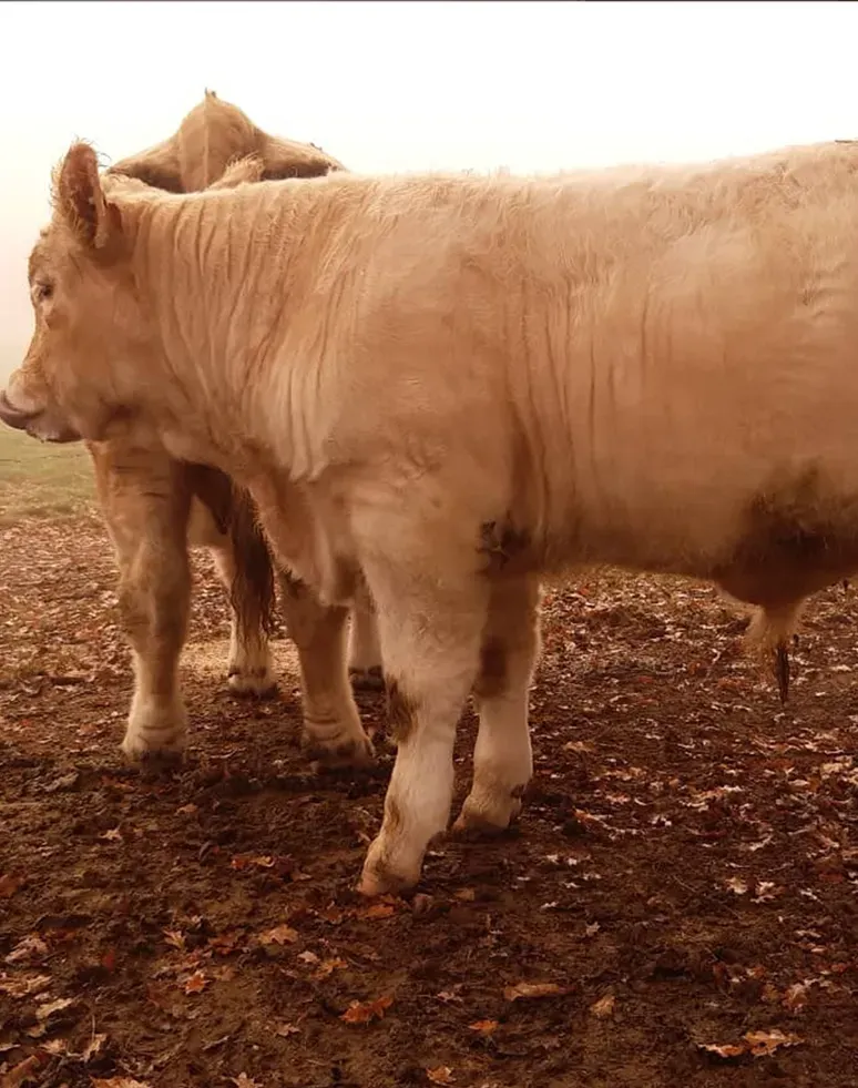 Les Charolaises de Manotte