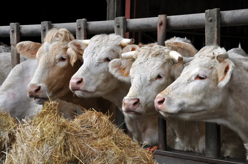 Les Charolaises de Manotte